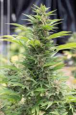 United Cannabis Seeds Diesel