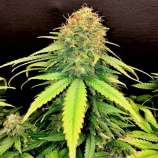 United Cannabis Seeds Gold Leaf Autoflower