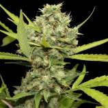 United Cannabis Seeds Pineapple Chunk