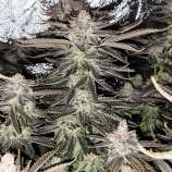 United Cannabis Seeds Purple Punch