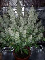 United Cannabis Seeds Super Skunk Autoflower