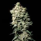 VIP Seeds White Spanish