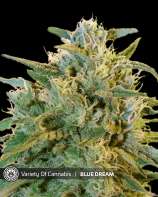 Variety of Cannabis Blue Dream