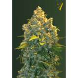 Victory Seeds Auto Chronic Monster XXL