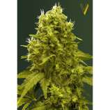 Victory Seeds Jack Hammer