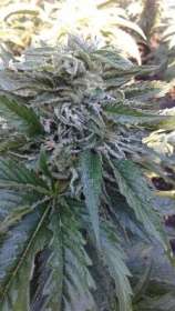 Virgin Seeds 44 d`s