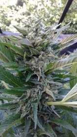 Virgin Seeds White Fire