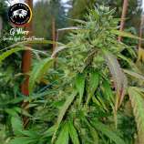 White Buffalo Seed Collective G-Warp