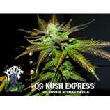 Xtreme Seeds Co. OG Kush Express