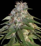 Yardie Seeds Jamaican High Grade