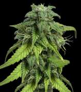 Yardie Seeds Likle Ryda Autoflowering