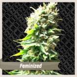 Zambeza Happy Skunk