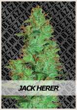 Zambeza Jack Herer Automatic