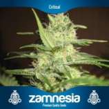 Zamnesia Critical