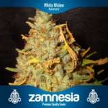 Zamnesia White Widow Automatic