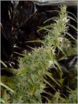 Zenseeds Original Haze