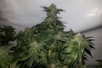 Bild von maddog2226 (00 Kush)