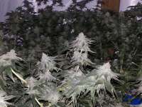 Bild von maddog2226 (00 Kush)