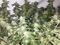 Bild von maddog2226 (00 Kush)