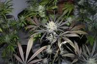 00 Seeds Bank 00 Kush - ein Foto von Behemoth