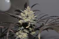 00 Seeds Bank 00 Kush - ein Foto von Behemoth