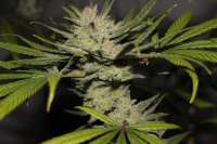 00 Seeds Bank 00 Kush - ein Foto von Behemoth