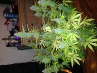 Bild von Fluffyhead22 (Auto Northern Lights)