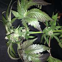 Bild von Hashpapy (Caramel Kush)