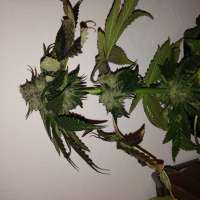 Bild von Hashpapy (Caramel Kush)