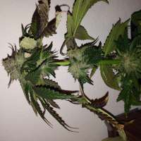 Bild von Hashpapy (Caramel Kush)