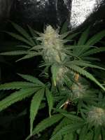 00 Seeds Bank Chocolate Skunk - ein Foto von horakio