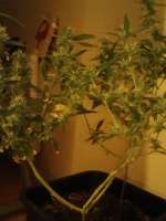 00 Seeds Bank Sweet Critical - ein Foto von Marijuana