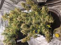 303 Seeds Bear Dance - ein Foto von ROADSTAR57