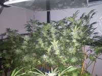 303 Seeds Danky Kong - ein Foto von Wickedstepson