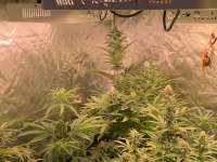 303 Seeds Jet-Fuel G6 - ein Foto von DNB11