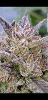 Bild von 517legendseedco (Kosher Gorilla Funk)