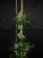 ABC Seeds Smokework Orange - ein Foto von andrew