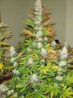 Bild von Screenshot (Bubba Kush x Hashplant)