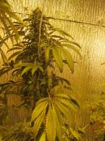 ACE Seeds Bubba Kush x Hashplant - ein Foto von Screenshot