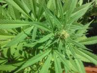 ACE Seeds China Yunnan - ein Foto von 638bedhead