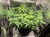 ACE Seeds Congo - ein Foto von DeeMan