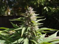 ACE Seeds Erdpurt - ein Foto von squatty