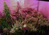 ACE Seeds Guatemala - ein Foto von Screenshot