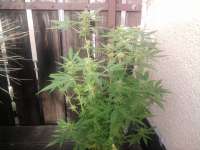 ACE Seeds Guawi - ein Foto von Berni