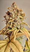 ACE Seeds Nepalese Jam - ein Foto von Hylon