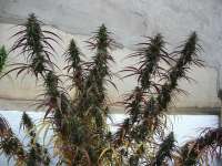 ACE Seeds Oldtimer's Haze - ein Foto von Screenshot