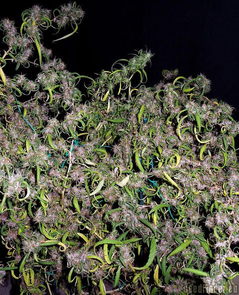 ACE Seeds Purple Haze