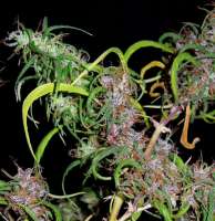 ACE Seeds Purple Haze - ein Foto von Screenshot