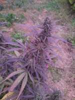 Bild von LeoSannabis (Purple Haze x Thai)