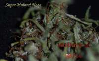 Bild von hankpankwank (Super Malawi Haze)